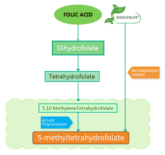 फोलिक एसिड र Magnafolate® बीच के भिन्नताहरू छन्?