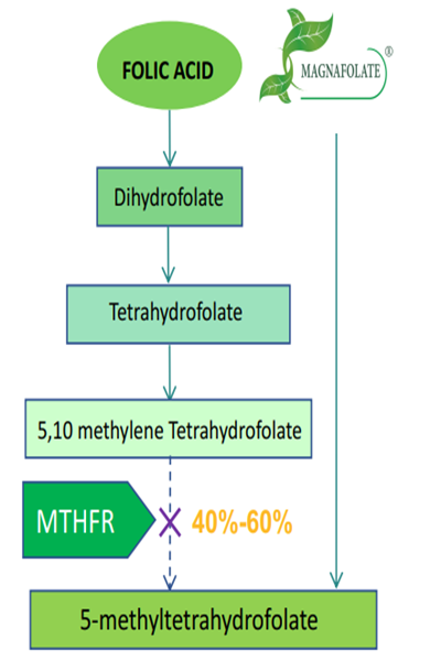 फोलिक एसिड भन्दा सक्रिय फोलेट L-5-MTHF Ca प्रयोग गर्नु किन आवश्यक छ?