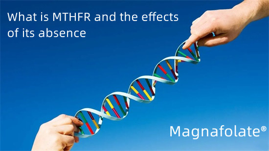 MTHFR के हो र यसको अनुपस्थितिको प्रभावहरू