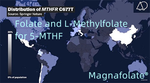 फोलेट र L-Methylfolate 5-MTHF को लागि