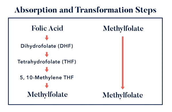 फोलिक एसिड र L-methylfolate को मुख्य समानताहरू के हुन्?