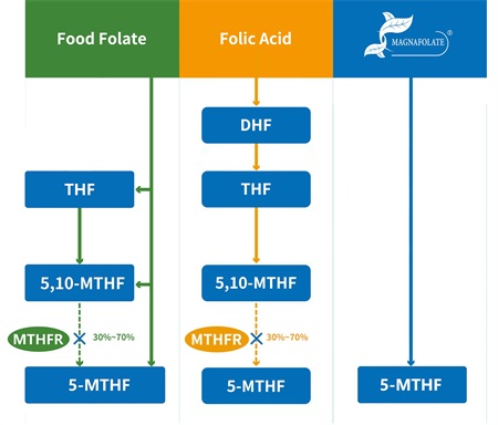 5-methyltetrahydrofolate के हो?