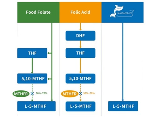 फोलेटको वर्गीकरण र 5-methyltetrahydrofolate को गतिविधि प्रोफाइल