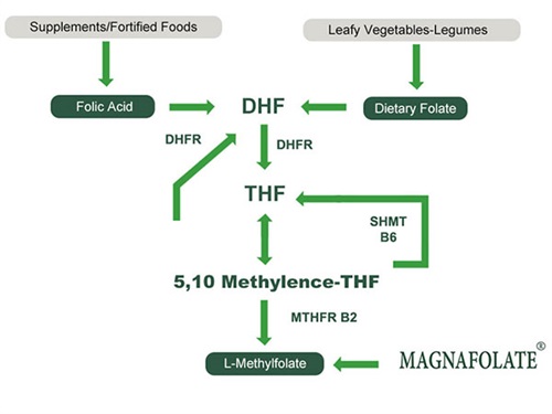 L-5-Methyltetrahydrofolate क्याल्सियम को प्रयोग